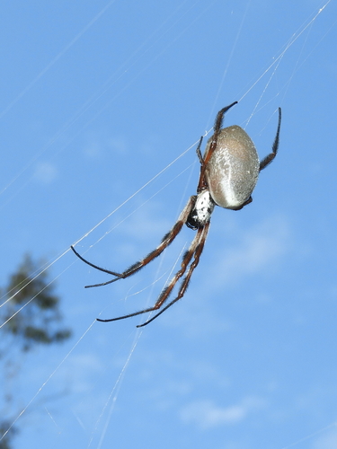 Australian Golden Orbweaver