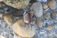 Cyclograpsus audouinii