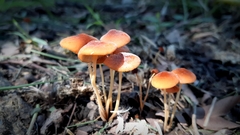 Marasmius elegans