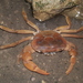 Southern Drakensberg River Crab - Photo (c) Alex Rebelo, some rights reserved (CC BY-NC), uploaded by Alex Rebelo