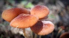 Marasmius elegans