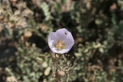 Cristaria viridiluteola