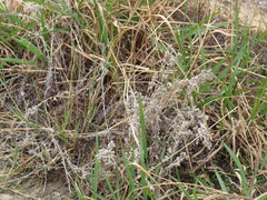 Vellereophyton