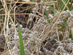 Vellereophyton
