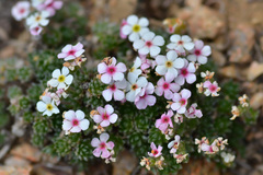 Androsace sericea