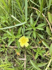 Ludwigia taiwanensis
