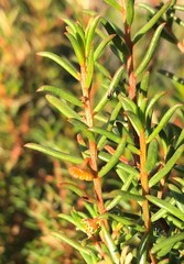 Gyrostemon australasicus