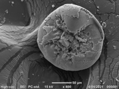 Buccella pustulosa