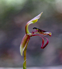 Chiloglottis curviclavia