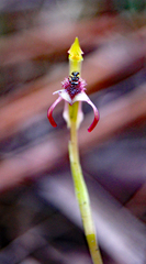 Chiloglottis curviclavia