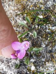 Disa minor