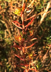 Gyrostemon australasicus