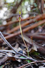 Chiloglottis curviclavia