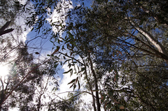 Chiloglottis curviclavia