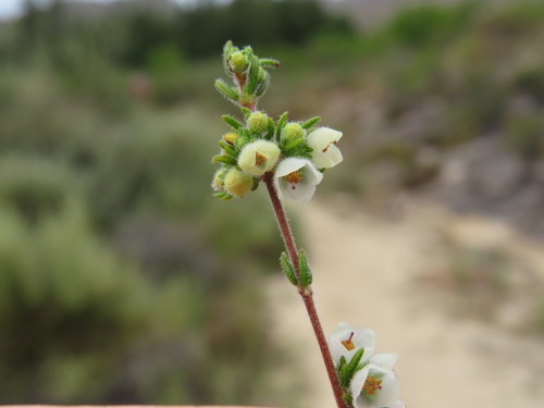 Image of Erica distorta by (c) Jeremy Gilmore, some rights reserved (CC BY)