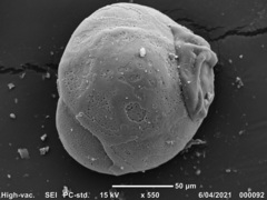 Buccella pustulosa