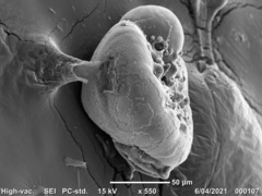 Buccella pustulosa