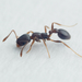 Brown Spiny Timid Ant - Photo (c) Peter Slingsby, some rights reserved (CC BY-NC), uploaded by Peter Slingsby