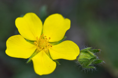 Potentilla sericea