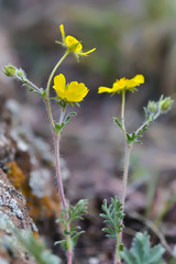 Potentilla sericea