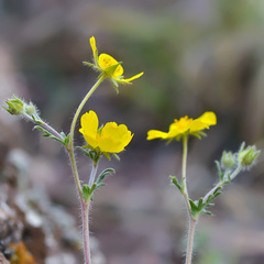 Potentilla sericea