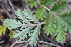 Potentilla sericea