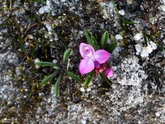 Disa minor