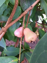 Syzygium aqueum