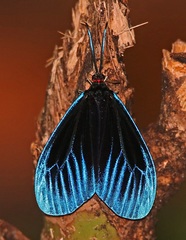 Pompelon marginata