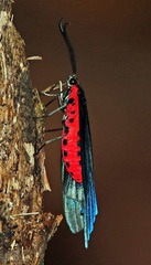 Pompelon marginata