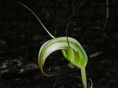 Pterostylis ampliata