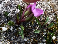 Disa minor