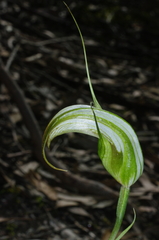 Pterostylis ampliata