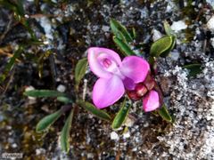 Disa minor