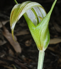 Pterostylis ampliata