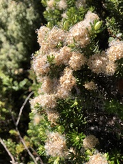 Ozothamnus purpurascens