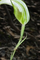 Pterostylis ampliata