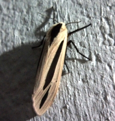 Creatonotos