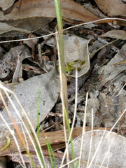 Pterostylis ampliata