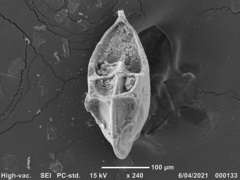 Lenticulina australis