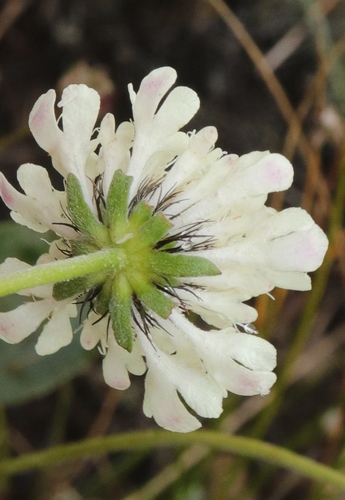 Small Scabious