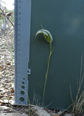 Pterostylis ampliata