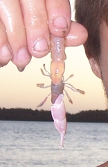 Trypaea australiensis