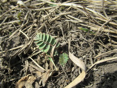 Sibbaldianthe orientalis