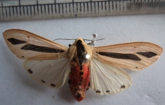 Creatonotos