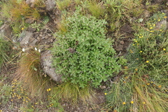Berkheya rosulata