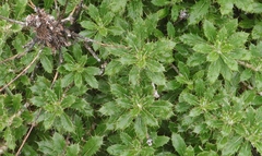 Berkheya rosulata