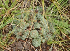 Psammotropha mucronata mucronata
