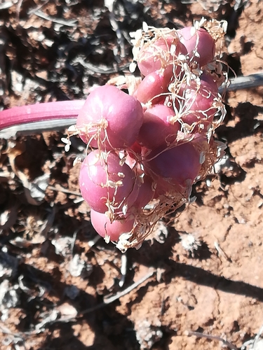 Haemanthus barkerae