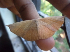 Decetia subobscurata